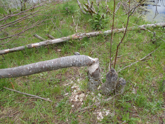 2011Jun06_Mt_St_Helens__301