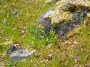 2011Jun06_Mt_St_Helens__153