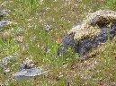 2011Jun06_Mt_St_Helens__154