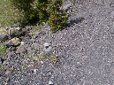 2011Jun06_Mt_St_Helens__204