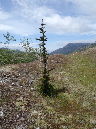 2011Jun06_Mt_St_Helens__228