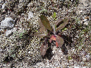 2011Jun06_Mt_St_Helens__278