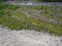 2011Jun06_Mt_St_Helens__284
