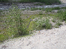 2011Jun06_Mt_St_Helens__285