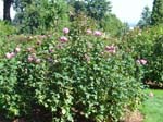 washpk_or_09_27_06 057