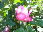 washpk_or_09_27_06 061