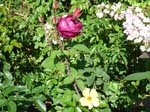 washpk_or_09_27_06 066