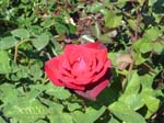 washpk_or_09_27_06 067