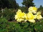 washpk_or_09_27_06 071