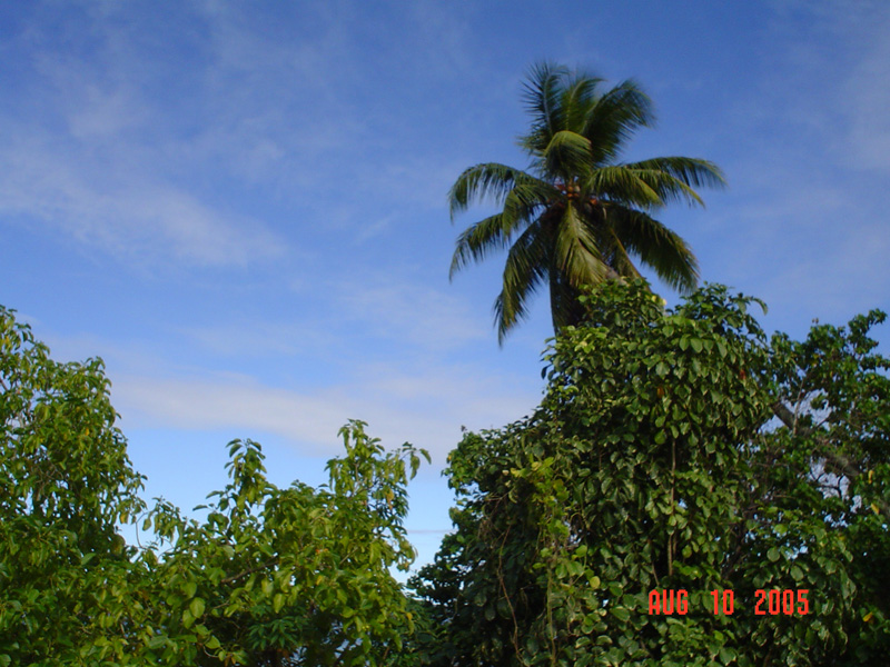 mom_dad_tahiti_2005_106